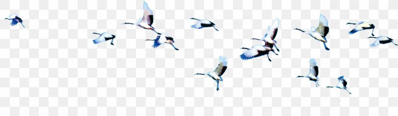 Flight Bird Cygnini, PNG, 1878x549px, Flight, Bird, Bird Flight, Blue, Computer Software Download Free