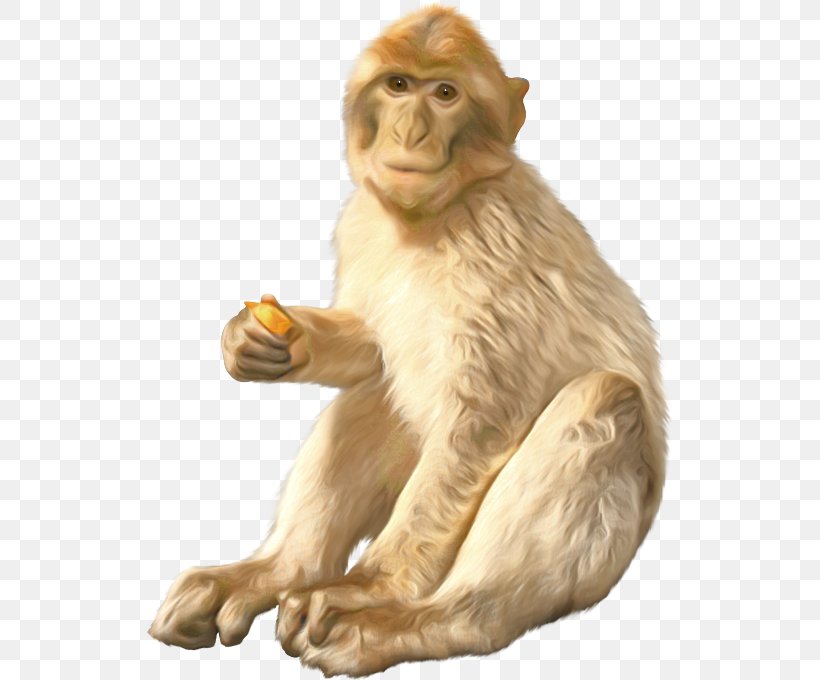 Macaque Orangutan Ape Monkey, PNG, 527x680px, Macaque, Ape, Cercopithecidae, Diagram, Fauna Download Free