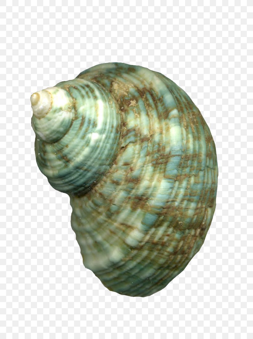 Cockle Sea Snail Animal, PNG, 800x1100px, Cockle, Animal, Artifact, Clam, Clams Oysters Mussels And Scallops Download Free