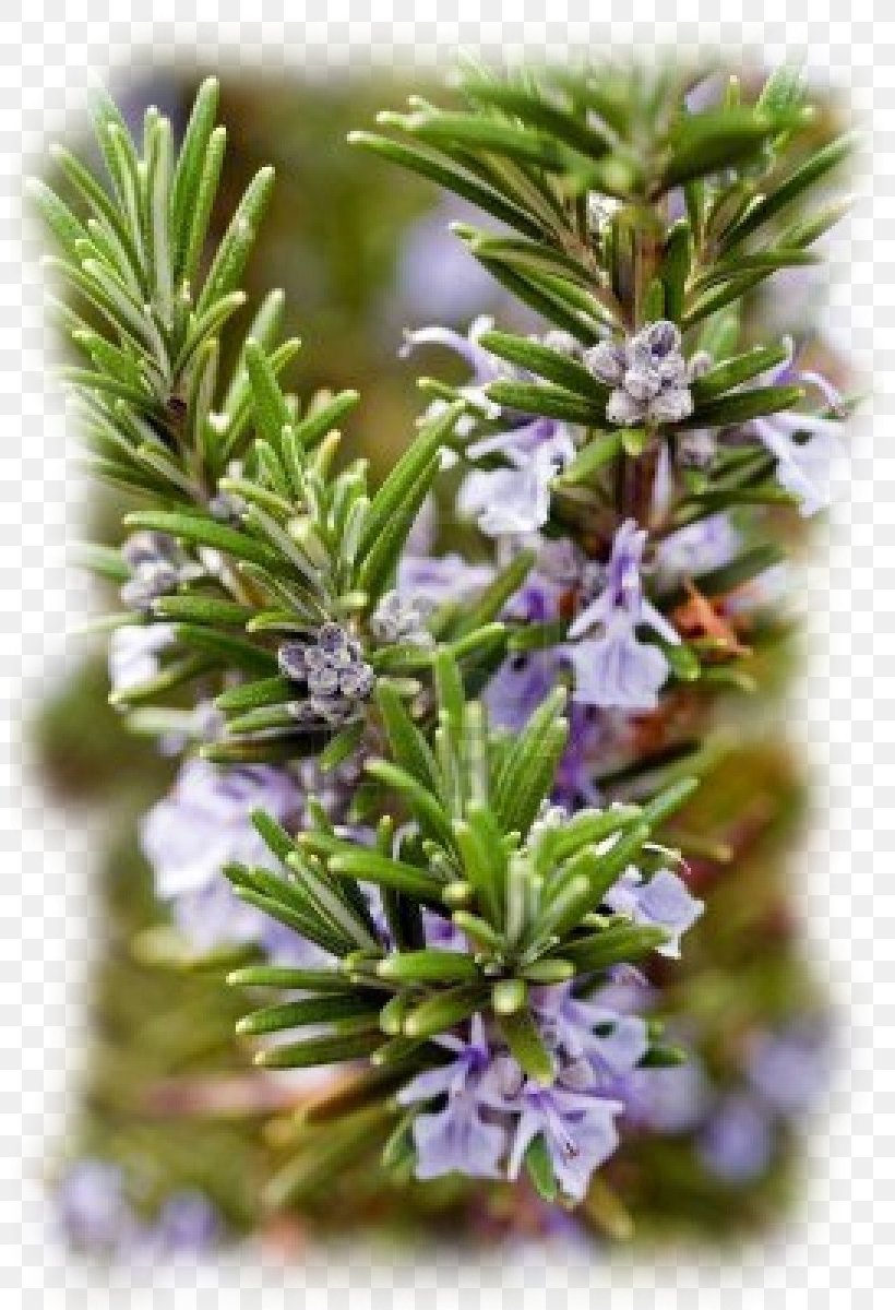 Guia De Plantes Per A Nois I Noies Guia D'arbres Per A Nois I Noies Rosemary Jasmine, PNG, 801x1200px, Plant, Author, Book, Conifer, Cypress Family Download Free