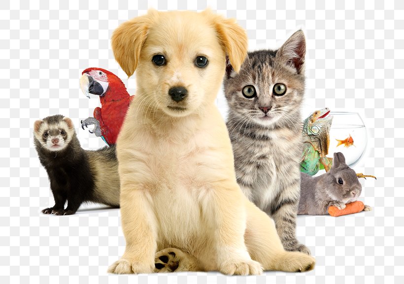 Puppy Parc Floral De Paris Dog Breed Animal Expo 2018 Cat, PNG, 762x577px, 2018, Puppy, Animal, Animal Shelter, Animal Show Download Free