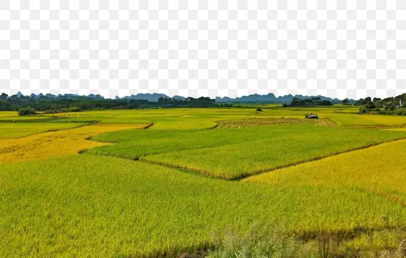 Rice Gadu Foxtail Millet, PNG, 1180x750px, Rice Gadu, Agriculture, Crop, Ecosystem, Farm Download Free
