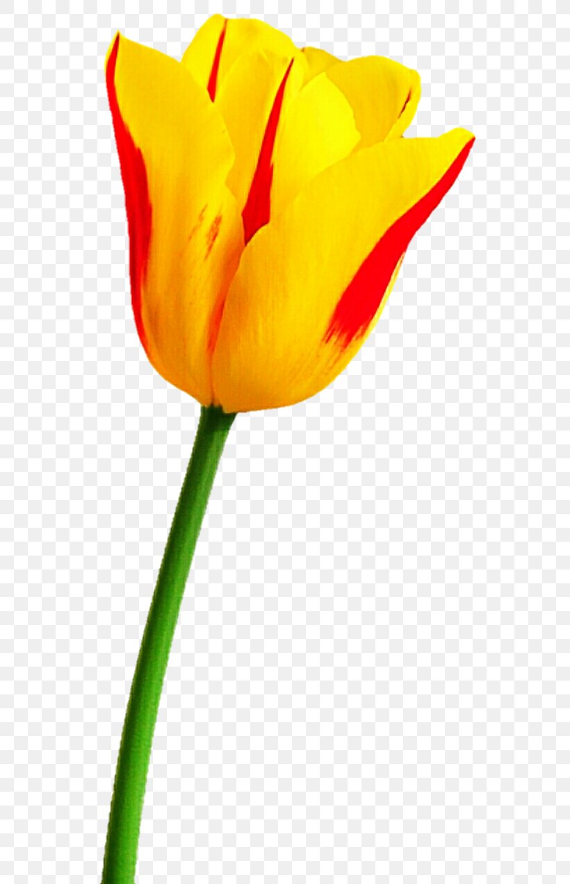 Tulip Pink Flowers, PNG, 589x1273px, Tulip, Flower, Flowering Plant, Leaf, Orange Download Free