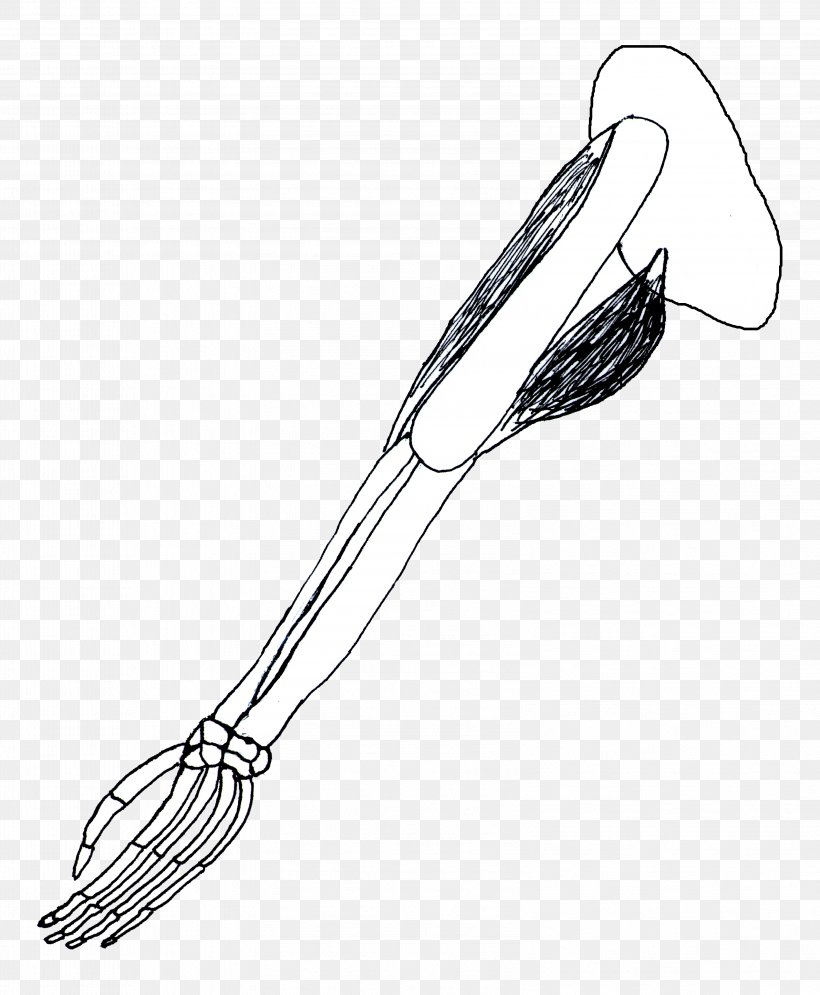 Whisk Line Art H&M, PNG, 3201x3885px, Whisk, Arm, Black And White, Drawing, Hand Download Free