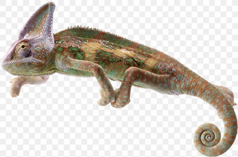 Chameleons Lizard Reptile Common Iguanas, PNG, 2281x1512px, Chameleons, Agama, Agamidae, Animal, Chameleon Download Free