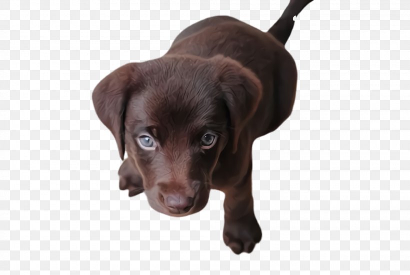 Dog Dog Breed Labrador Retriever Puppy Sporting Group, PNG, 2000x1340px, Dog, Beagador, Dog Breed, Labrador Retriever, Puppy Download Free