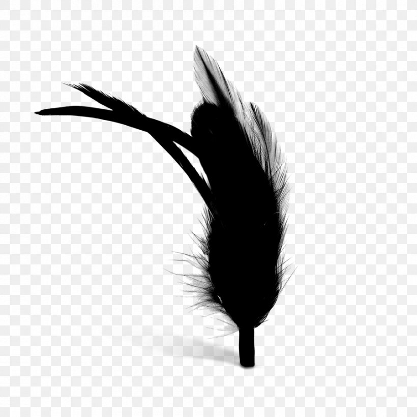 Feather Black M, PNG, 900x900px, Feather, Black, Black M, Blackandwhite, Fashion Accessory Download Free