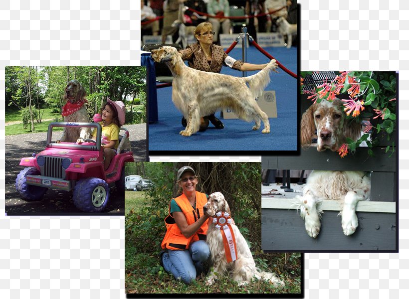 Goldendoodle English Setter Dog Breed Conformation Show, PNG, 800x600px, Goldendoodle, Breed, Breeder, Carnivoran, Conformation Download Free