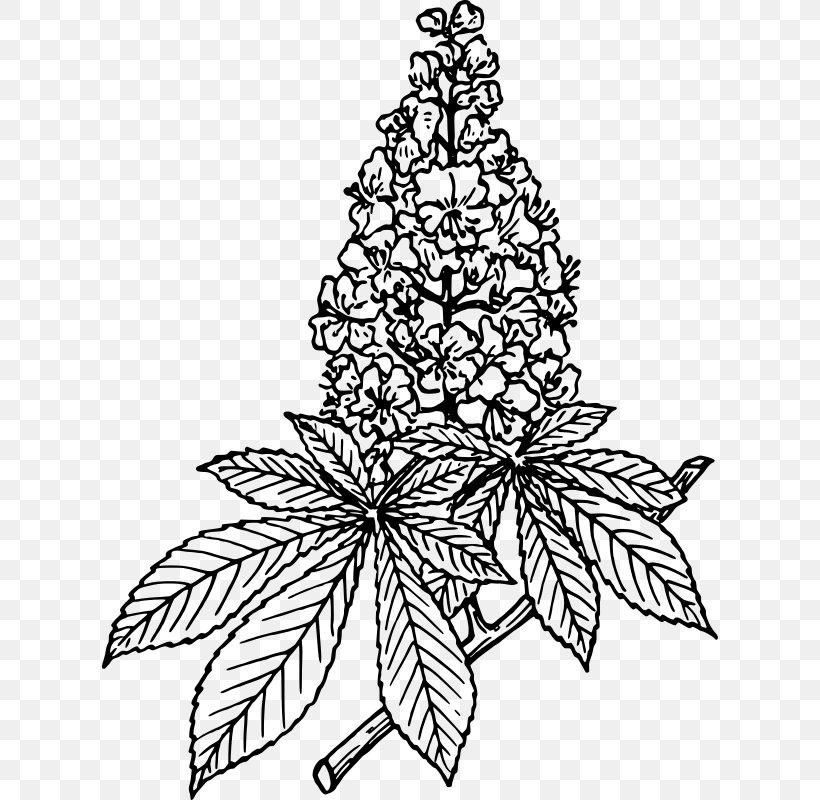 Lilac Flower Drawing Clip Art, PNG, 616x800px, Lilac, Black And White, Botany, Branch, Christmas Tree Download Free
