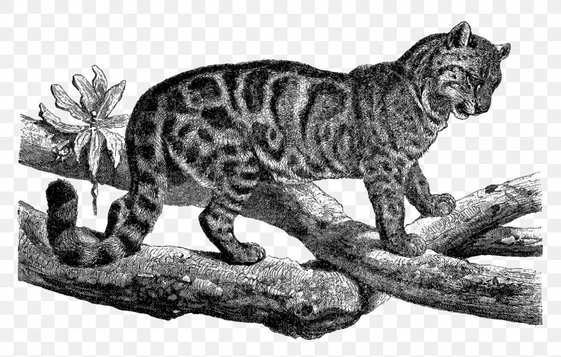 Tiger Wildcat Leopard Whiskers, PNG, 1600x1019px, Tiger, Animal, Animal Figure, Big Cat, Big Cats Download Free