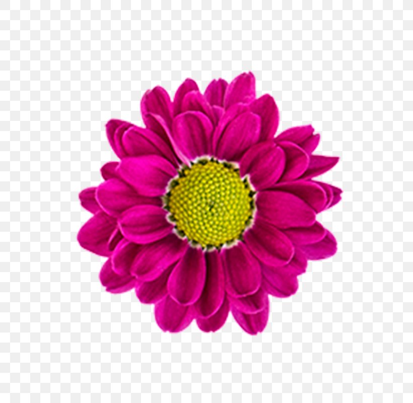 Transvaal Daisy Chrysanthemum Marguerite Daisy Daisy Family Dahlia, PNG, 800x800px, Transvaal Daisy, Annual Plant, Argyranthemum, Aster, Chrysanthemum Download Free