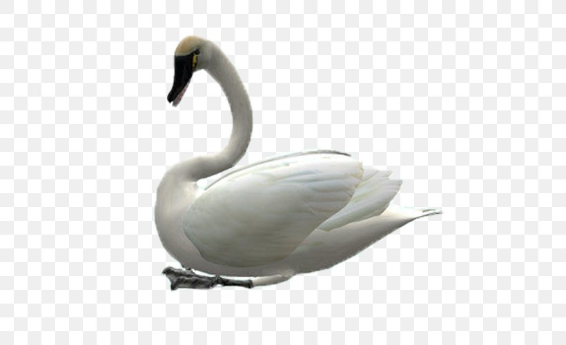 Cygnini Swan Goose Clip Art, PNG, 500x500px, Cygnini, Beak, Bird, Display Resolution, Duck Download Free