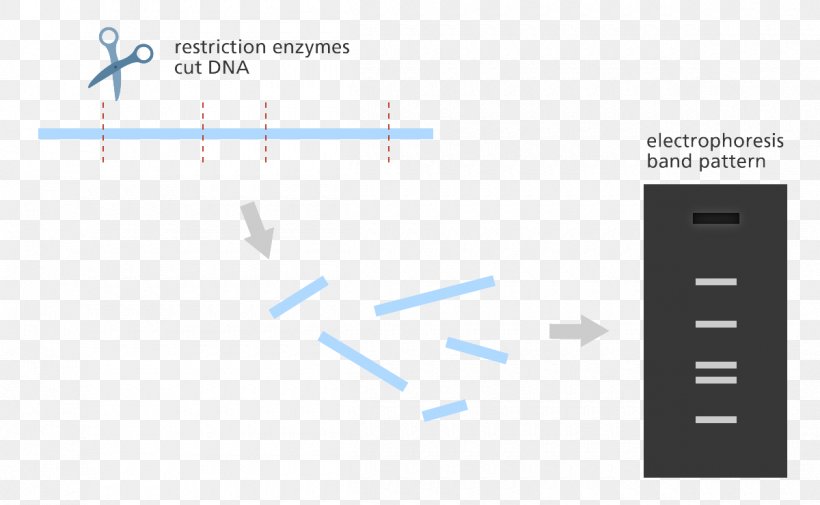 Restriction Enzyme Restriction Map Gene Mapping DNA Gel Electrophoresis, PNG, 1200x740px, Restriction Enzyme, Bioinformatics, Blue, Brand, Diagram Download Free