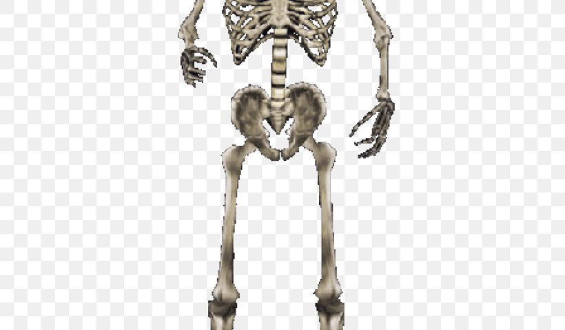 Skeleton Image Skull Clip Art, PNG, 640x480px, Skeleton, Animation, Bone, Elder Scrolls, Elder Scrolls Iii Morrowind Download Free