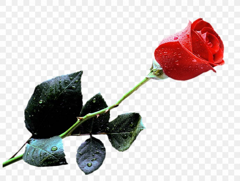 Clip Art Rose Desktop Wallpaper Image, PNG, 868x656px, Rose, Bud, Cut Flowers, Flower, Flowering Plant Download Free