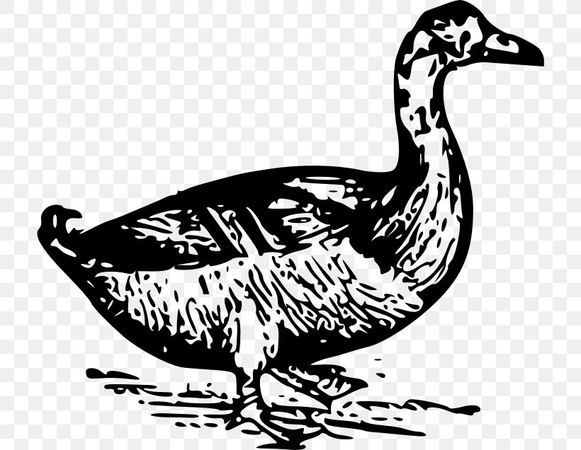 Duck Clip Art, PNG, 716x636px, Duck, Artwork, Beak, Bird, Black And White Download Free