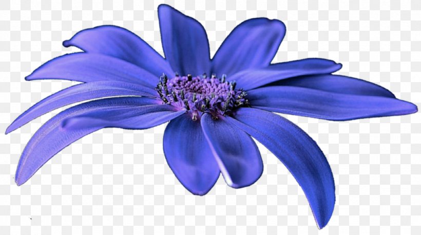Flower Cobalt Blue Purple Violet, PNG, 1024x573px, Flower, Aster, Azure, Blue, Cobalt Blue Download Free