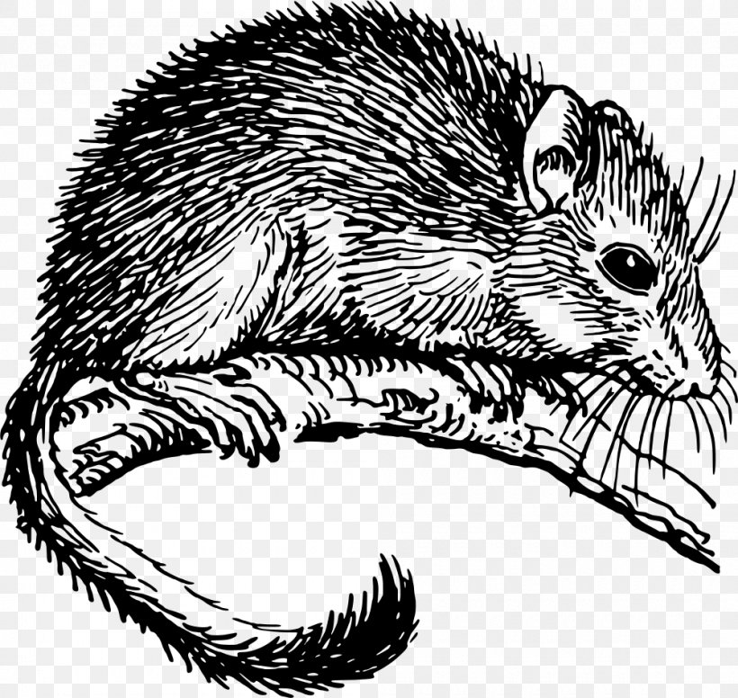 The Dormouse Drawing Rodent, PNG, 1000x947px, Dormouse, Beaver, Black And White, Carnivoran, Domesticated Hedgehog Download Free
