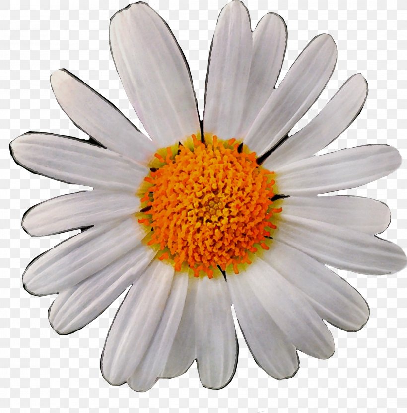 Flowers Cartoon, PNG, 2165x2195px, Oxeye Daisy, Annual Plant, Aster, Asterales, Barberton Daisy Download Free