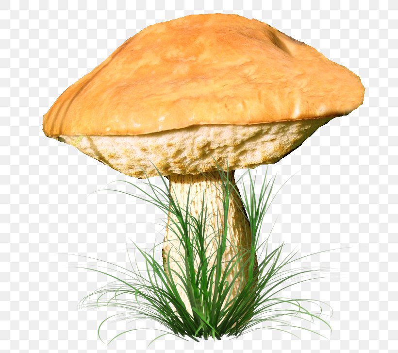 Fungus Aspen Mushroom Clip Art, PNG, 711x727px, Fungus, Aspen Mushroom, Brown Cap Boletus, Digital Image, Edible Mushroom Download Free