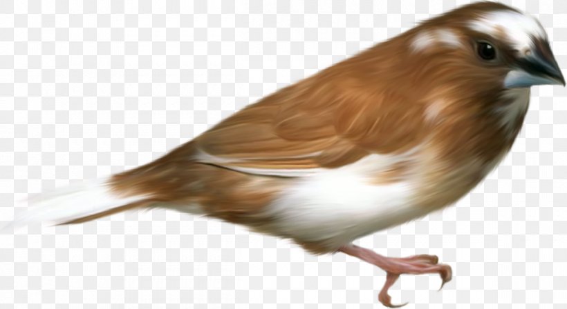 Hummingbird Sparrow Clip Art, PNG, 1200x656px, Bird, American Goldfinch, Beak, Bird Feeders, Bird Feeding Download Free