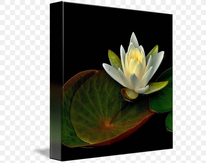 Elixir Of Life Nelumbo Nucifera Imagekind, PNG, 571x650px, Elixir Of Life, Aquatic Plant, Aquatic Plants, Artist, Elixir Download Free