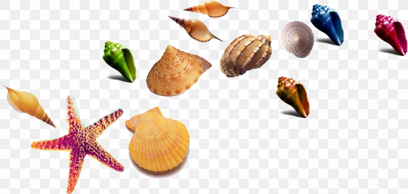 Seashell Starfish Download Template, PNG, 1489x711px, Seashell, Beach, Food, Marine Biology, Organism Download Free