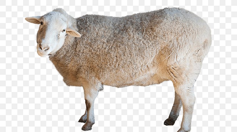 Sheep KidZooU Anglo-Nubian Goat Cattle Animal, PNG, 653x459px, Sheep, Anglonubian Goat, Animal, Animalassisted Therapy, Cattle Download Free