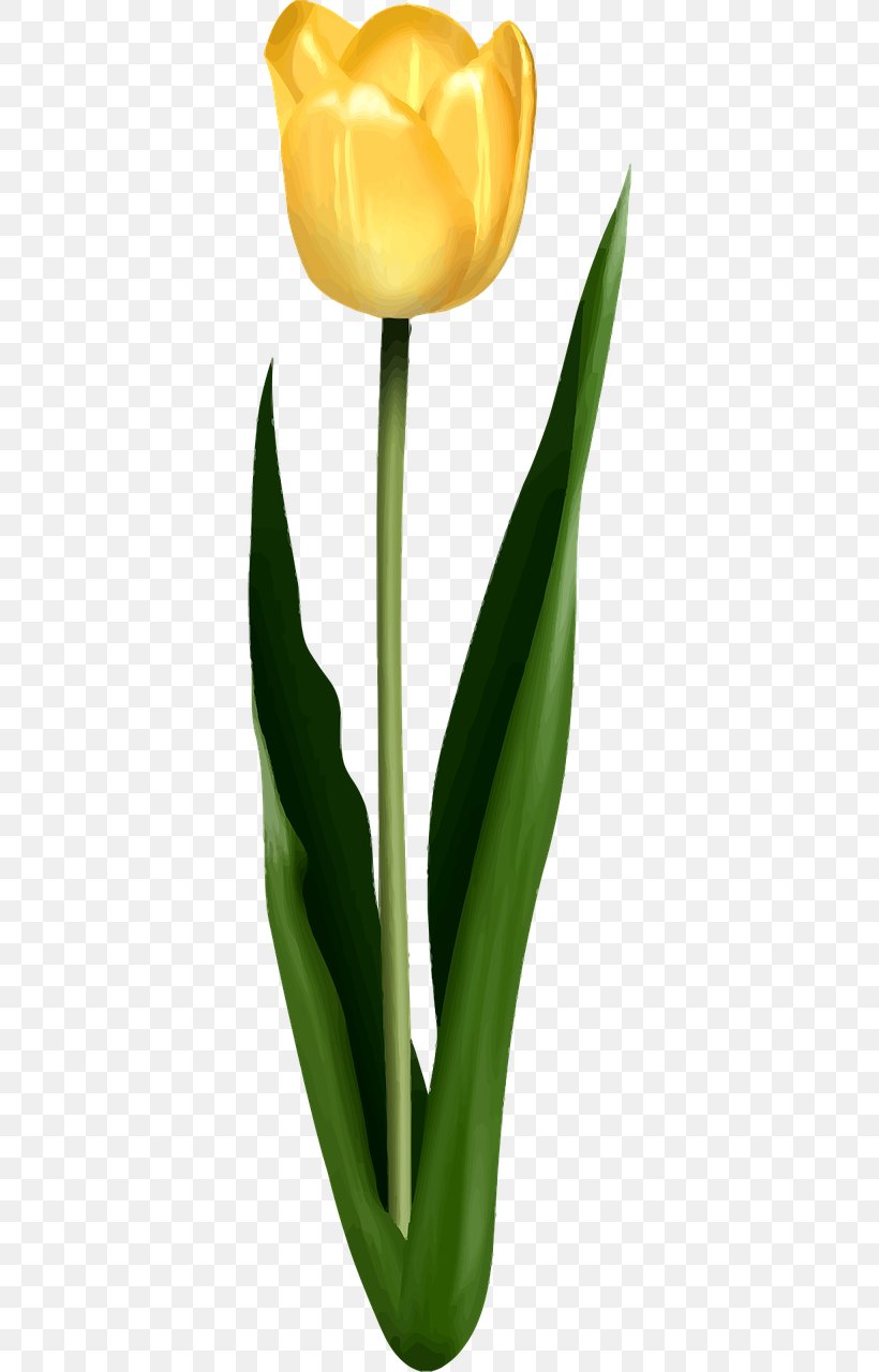 Tulip Petal Leaf Flower, PNG, 640x1280px, Tulip, Blume, Cut Flowers, Flower, Flowering Plant Download Free