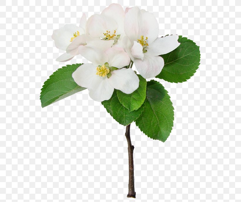 Apples Cerasus Flower Cherry Blossom, PNG, 600x688px, Apples, Apple, Blossom, Branch, Cerasus Download Free
