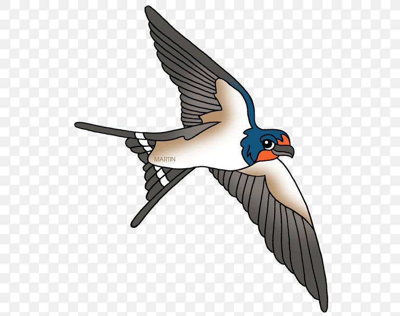 Barn Swallow Bird Clip Art, PNG, 559x648px, Swallow, Barn Swallow, Beak, Bird, Booby Download Free