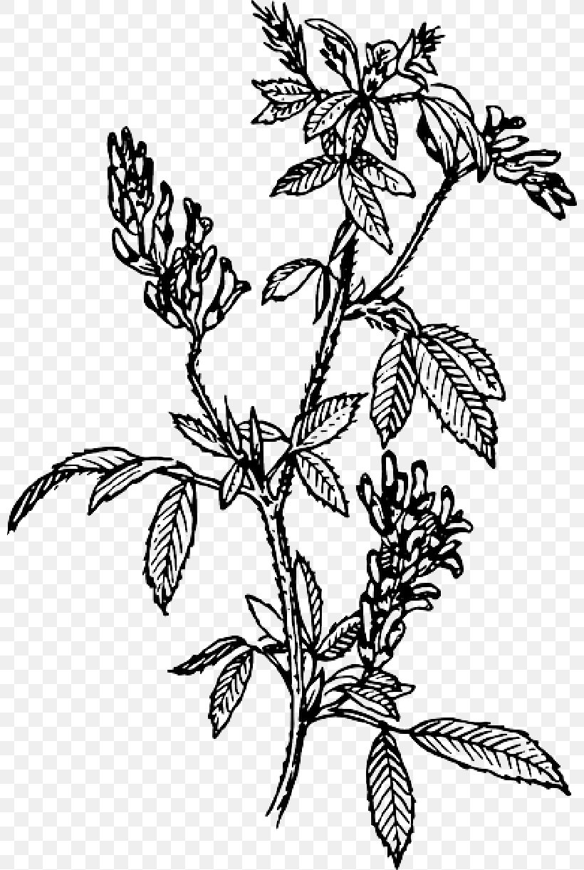 Clip Art Alfalfa Vector Graphics Illustration, PNG, 800x1221px, Alfalfa, Blackandwhite, Botany, Branch, Drawing Download Free