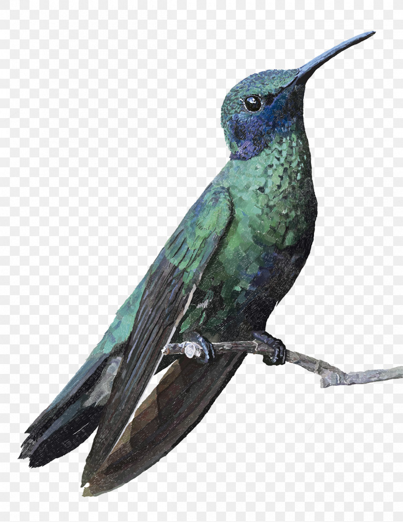 Hummingbird, PNG, 1200x1553px, Bird, Beak, Coraciiformes, Hummingbird, Jacamar Download Free