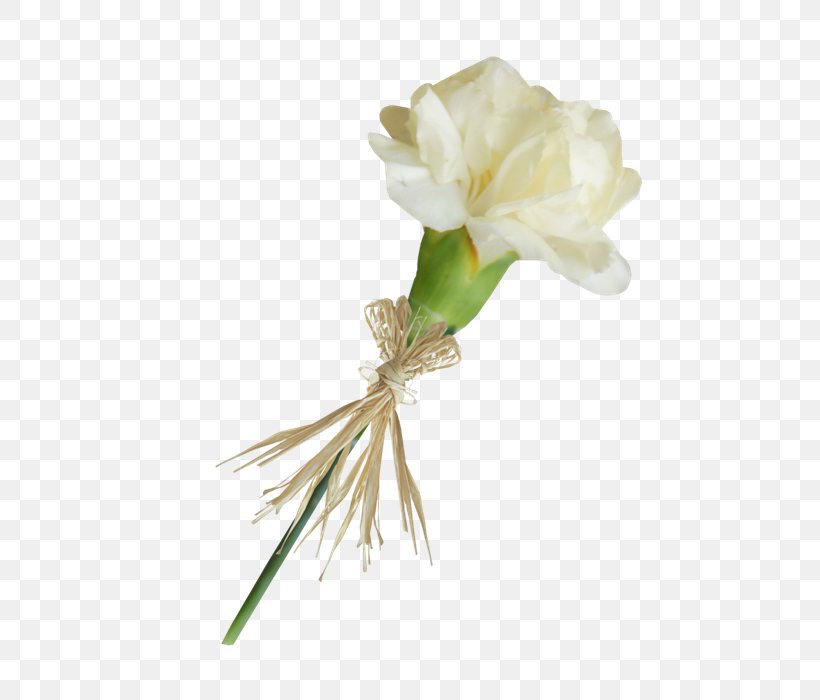 Carnation Cut Flowers Lossless Compression, PNG, 700x700px, Carnation, Cut Flowers, Data, Data Compression, Dianthus Download Free
