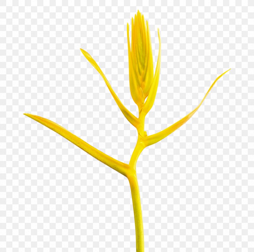 Flowering Plant Commodity Plant Stem Plants, PNG, 870x864px, Flower, Commodity, Flora, Flowering Plant, Plant Download Free