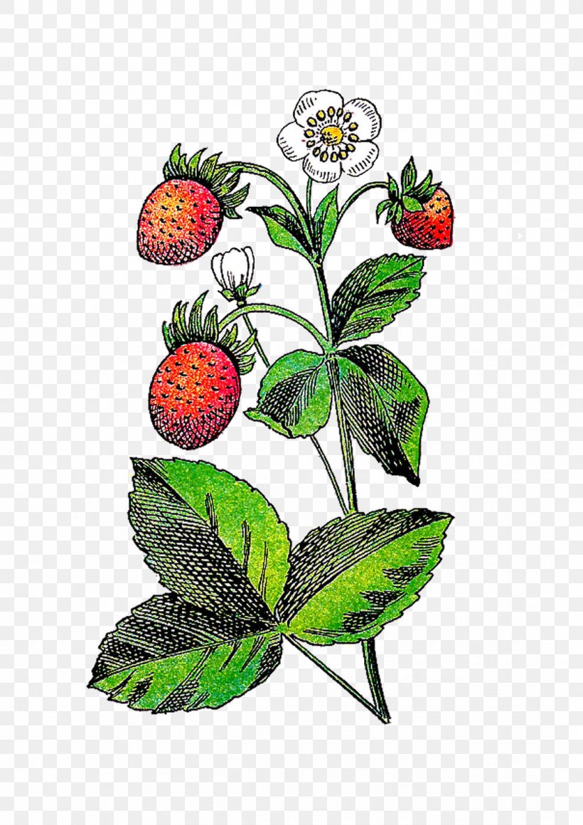 Strawberry Flower Fruit Plant Clip Art, PNG, 1073x1519px, Strawberry, Berry, Botanical Illustration, Botany, Drawing Download Free