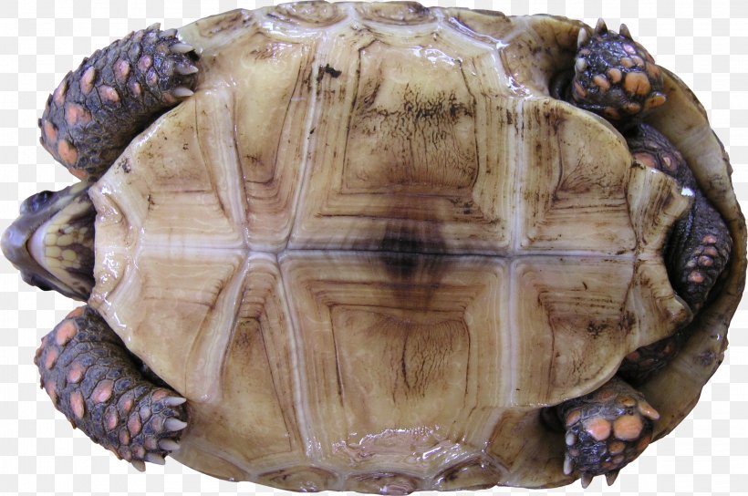 Box Turtle Yellow-footed Tortoise Reptile Texture Mapping, PNG, 2318x1540px, 3d Computer Graphics, Turtle, Animal, Box Turtle, Chelonoidis Download Free