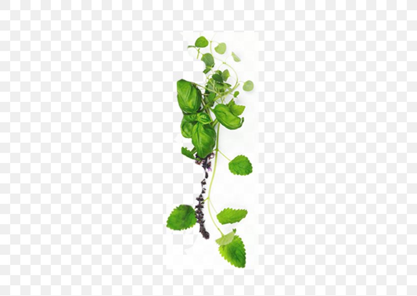 Centella Asiatica Obat Tradisional Aromatherapy, PNG, 634x581px, Centella Asiatica, Acne, Ageing, Aromatherapy, Branch Download Free