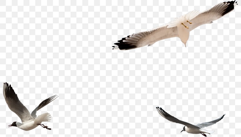 European Herring Gull Bird Columbidae Clip Art, PNG, 800x469px, European Herring Gull, Animal Migration, Beak, Bird, Bird Migration Download Free