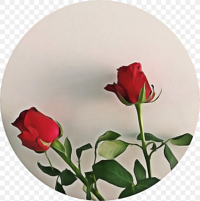 Garden Roses, PNG, 1019x1024px, Video, Anthurium, Bud, Dishware, Eye Download Free