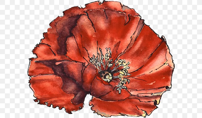 Poppy The Argyll Canada Field Of Remembrance Armistice Day, PNG, 600x480px, Poppy, Argyll, Argyll And Sutherland Highlanders, Armistice Day, Canada Download Free