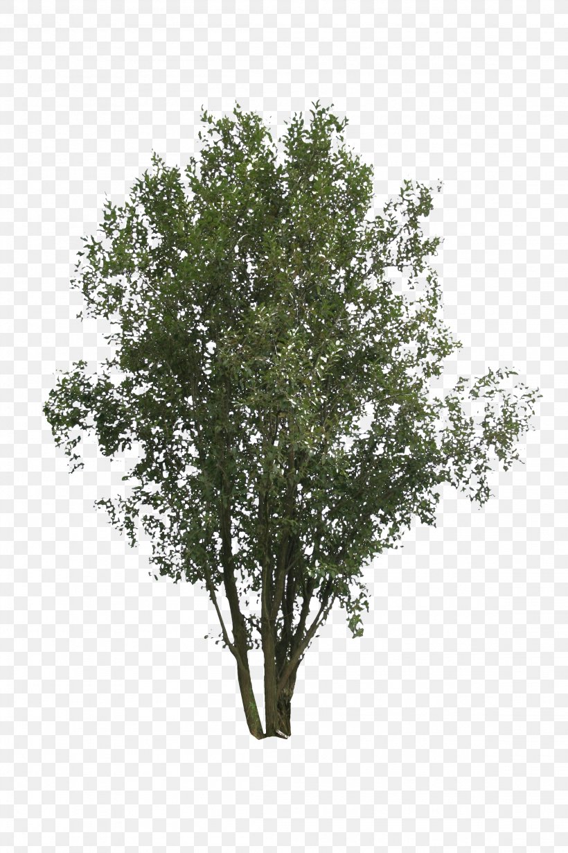 Shrub Branch Tree Birch Plant, PNG, 2304x3456px, 2d Computer Graphics, Shrub, Alpha Channel, Birch, Branch Download Free