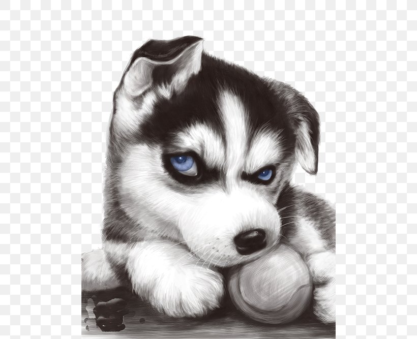 Siberian Husky T-shirt Puppy JD.com Taobao, PNG, 500x667px, Siberian Husky, Alaskan Klee Kai, Alaskan Malamute, Aliexpress, Black And White Download Free
