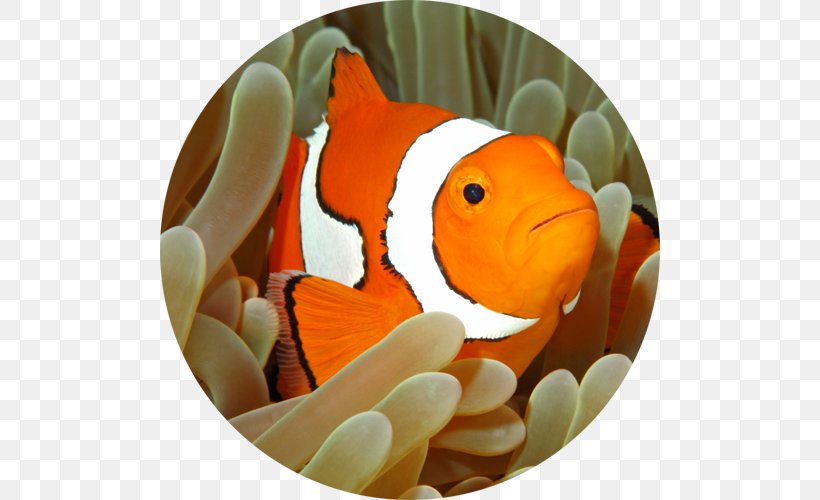 Tomato Clownfish Royalty-free Ocellaris Clownfish Sea Anemone Stock Photography, PNG, 500x500px, Tomato Clownfish, Anemone Fish, Anemonefishes, Beak, Clownfish Download Free