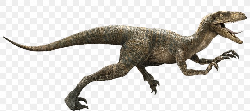 Velociraptor Owen Jurassic Park YouTube Indominus Rex, PNG, 1043x463px, Velociraptor, Animal Figure, Chris Pratt, Dinosaur, Drawing Download Free
