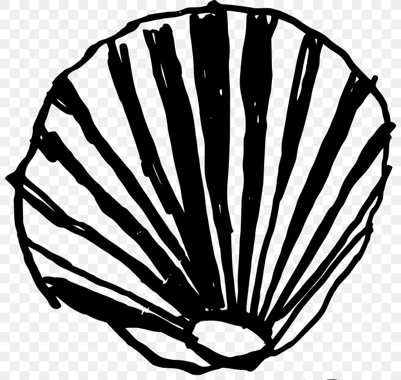 Seashell Clam Clip Art, PNG, 800x778px, Seashell, Black And White, Clam, Conch, Invertebrate Download Free