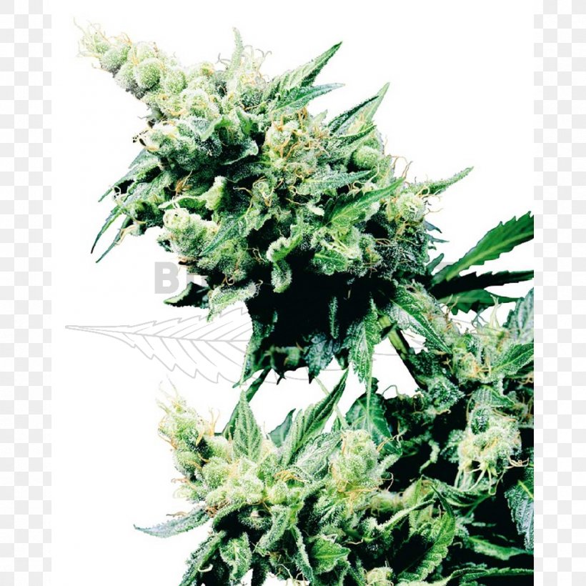 Sensi Seeds Plant Cannabis Marijuana Hashish, PNG, 1000x1000px, Sensi Seeds, Cannabis, Cultivar, Flower, Hashish Download Free