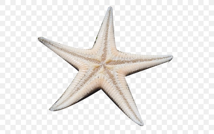 Starfish Material Gratis, PNG, 567x515px, Starfish, Concepteur, Echinoderm, Google Images, Gratis Download Free