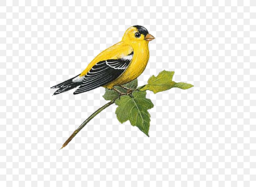 Bird Wall Decal European Goldfinch American Goldfinch, PNG, 600x600px, Bird, American Goldfinch, Animal, Beak, Blue Jay Download Free