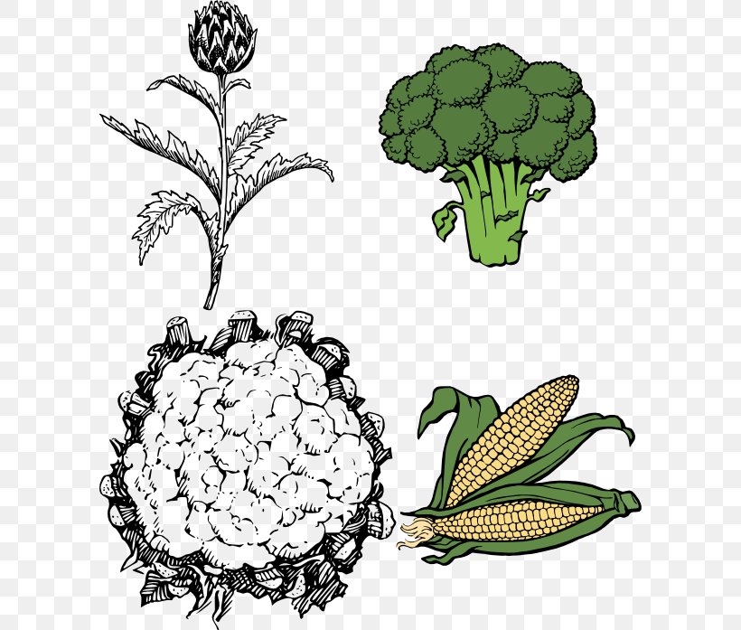 Cauliflower Line Art Drawing Clip Art, PNG, 600x697px, Cauliflower, Artwork, Black And White, Broccoli, Drawing Download Free